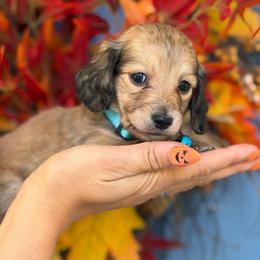 Theodore 3300 - Cream male Dachshund puppy in North Branch, Michigan from Monarch Miniature Dachshunds