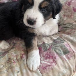 Australian Shepherd Puppies from Robyne Manchas