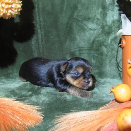SPANKY - Black and tan male Yorkshire Terrier puppy in Hammond, Louisiana from Holy Terriers Yorkies