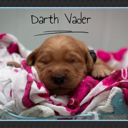 Darth Vader - Dark golden male Golden Retriever puppy in Driggs, Idaho from SK Golden Retrievers