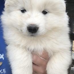 Samoyed Puppies from Morning Star Samoyeds