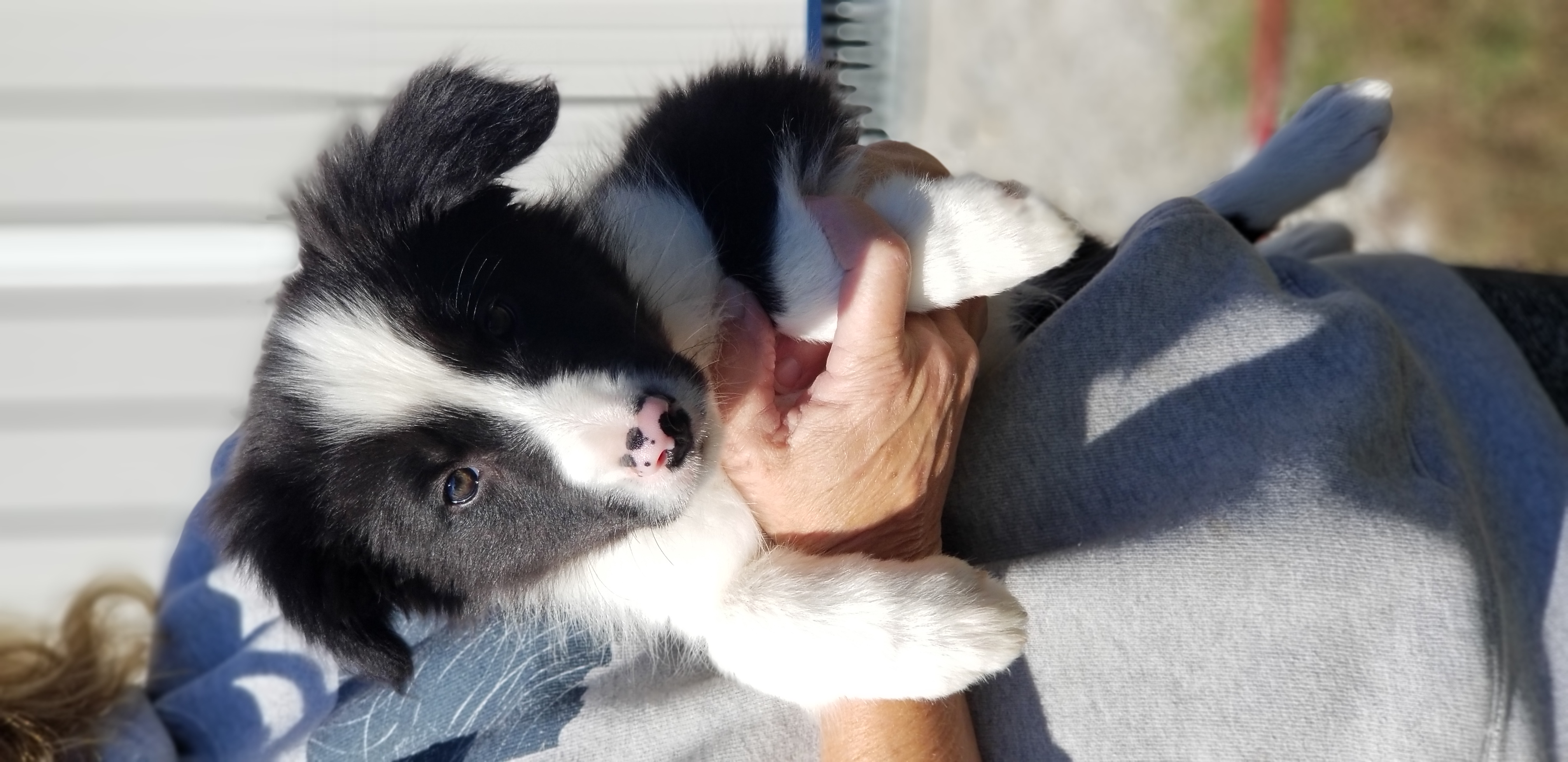 Border Collie Puppies from Bond Border Collies