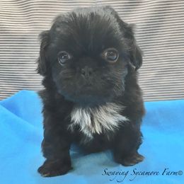 Pug (Non-standard) and Shih Tzu Puppies from Swaying Sycamore Farm