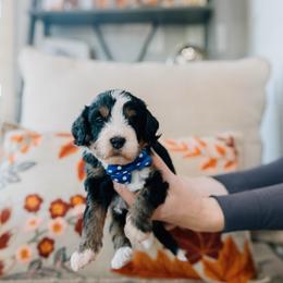 Marshmallow - Tri-color male Bernedoodle puppy in Murray, Utah from Sun Valley Doodles