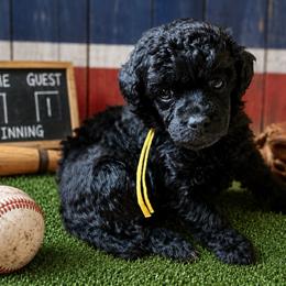 Kit - Phantom female Poodle puppy in Ardmore, Oklahoma from The Poodles of Green Acres