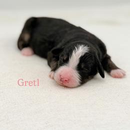 Gretl (girl) - Tri-color female Bernedoodle puppy in Bellville, Ohio from Bernedoodle Buddies