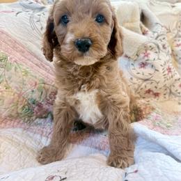 Puppy 6 - Apricot female Irish Doodle puppy in Bloomfield, Iowa from Schooley Doodles
