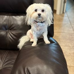 Molly - Maltese
