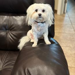 Molly - Maltese