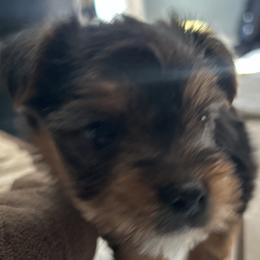Girl 1 - Black and tan female Yorkshire Terrier puppy in Columbia, Tennessee from Middle Tennessee Teacup Yorkie puppies