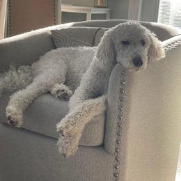 Bayla - Goldendoodle
