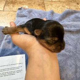 Prince Naveen - Black and tan male Yorkshire Terrier puppy in Highland, Arkansas from Gilmore Yorkies