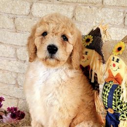 Labradoodles, Poodles, and Sheepadoodles from Oodles of poodles and doodles