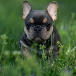 American Bully and French Bulldog Puppies from Nitro’s Bullies