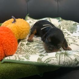 Louie - Tri-color male Cavalier King Charles Spaniel puppy in Cerro Gordo, North Carolina from Cloverleaf K9 Connections