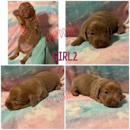 Girl 2 - Cream female Dachshund puppy in Rushsylvania, Ohio from DNP Doxies