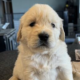 Boy 3 - Light golden male Golden Retriever puppy in Graham, Washington from Purebred Golden Paws