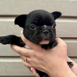 Nebula - Black and white female French Bulldog puppy in Greenfield, Missouri from Hope Mountain French Bulldogs