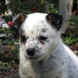 Scout - Blue mottled male Australian Cattle Dog puppy in Redding, California from Macushla Kennel