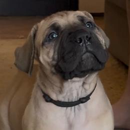 Black collar male - Fawn male Boerboel puppy in Bon Aqua, Tennessee from Erickson Ranch Boerboels