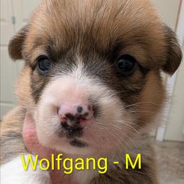 Wolfgang - Red male Pembroke Welsh Corgi puppy in Berkeley Springs, West Virginia from Hummingbird Farm