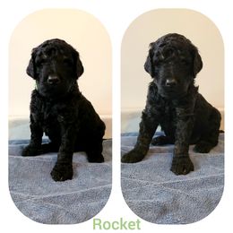 Poodle Puppies from Paw Print Poodles