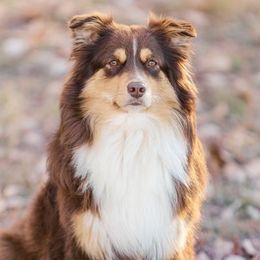 Koko - Australian Shepherd