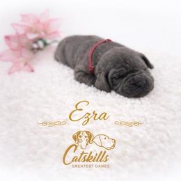 Ezra - Blue female Great Dane puppy in Liberty, New York from Catskills Greatest Danes
