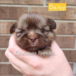 Daisy - Red female Shih Tzu puppy in Lebanon, Missouri from Playhouse Puppies