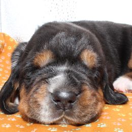 Pop - Black brown and white female Basset Hound puppy in Jacksboro, Texas from Basset Hounds of Jacksboro, Tx