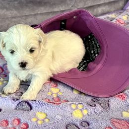 Girl 3 - White and buff female Bichon Frise puppy in Lavon, Texas from Sissy’s Heavenly Paws