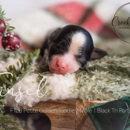 Tinsel - Parti male Goldendoodle puppy in Woodruff, South Carolina from Crooked Creek Doodles and Poodles