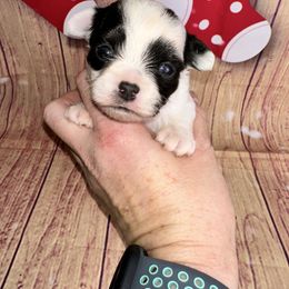 Gravy - Black and white male Chihuahua puppy in Palmyra, Indiana from Country Star Chihuahuas