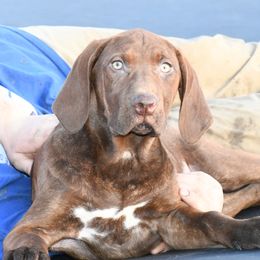 Alice - Red female Catahoula Leopard Dog puppy in Potsdam, New York from Spot On Catahoula Leopard Dogs