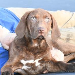 Alice - Red female Catahoula Leopard Dog puppy in Potsdam, New York from Spot On Catahoula Leopard Dogs