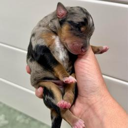 Blue Merle boy (litter names coming soon) - Blue merle male Aussiedoodle puppy in Heber City, Utah from Junipersdoodles