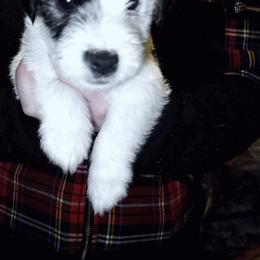 Black collar - Tri-colored male Parson Russell Terrier puppy in Branford, Florida from Loyalville