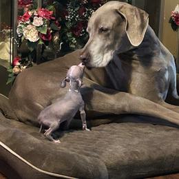 Chihuahua and Chinese Crested Puppies from Western Kentucky Chihuahua’s and Chinese Crested’s