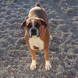 Boxer puppies from Country Sky Doodles