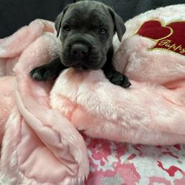 Blue - Gray male Cane Corso puppy in Crawfordsville, Indiana from Silverstone Cane Corso