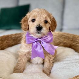 Purple - Cream female Goldendoodle puppy in Eagle Mountain, Utah from Meadow Ranch Pups