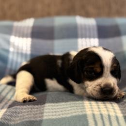 Black Collar - blue ticked - Black tan and bluetick male Beagle puppy in Princeton, Minnesota from Thor’s Beagles & Maha’s Staffy