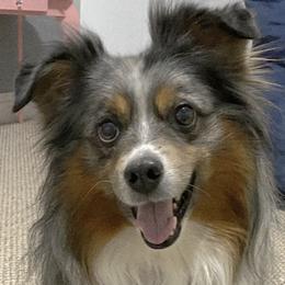 Scout - Miniature Australian Shepherd