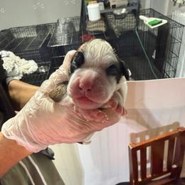 Black - Fawn male Boxer puppy in Jamesville, New York from Reynolds Homestead Boxers