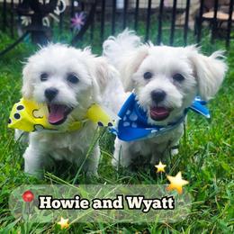 Howie - White male Mal-Shi puppy in Belleville, Michigan from Michigan Maltese Puppies