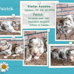 Patrick - Red merle male Australian Shepherd puppy in Asheboro, North Carolina from Stellar Aussies