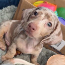 Danny - Dapple male Dachshund puppy in Madison, Wisconsin from SK Miniature   Dachshunds