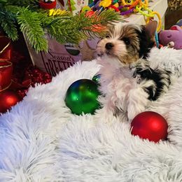 Biewer Terrier Puppies from Magical Biewers