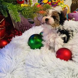 Biewer Terrier Puppies from Magical Biewers