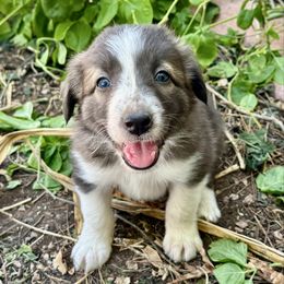 Skittles - Seal female Border Collie puppy in Mesa, Arizona from Ranch Girl Border Collies